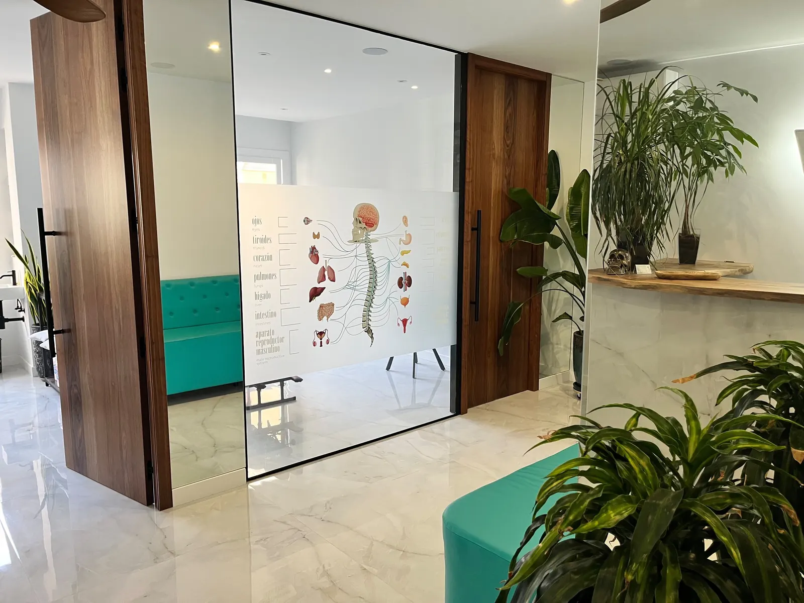 Mampara de cristal con una ilustración de la columna vertebral y el sistema nervioso